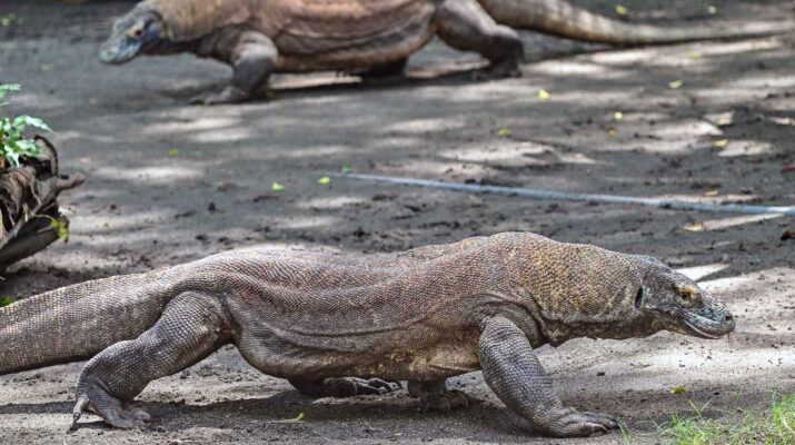 Kerja Sama Konservasi: Indonesia Setujui Pemindahan Komodo ke Jepang